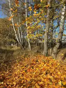 8 подушек - 44