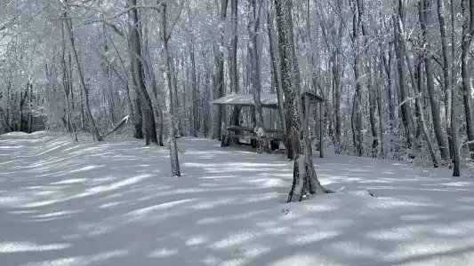 Дикий аист - 5