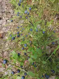 Круиз Вилладж - 55