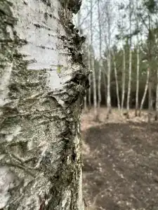 Betula - 15