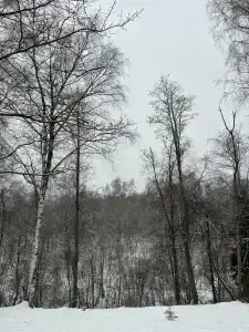 Ильинка лес - 58