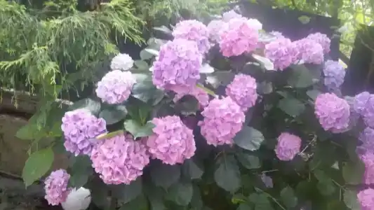 Эвкалипт - 46