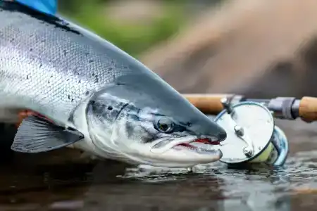 Олёнка лодж - 86