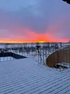 Жимолость - 40