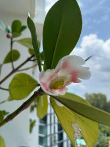 Hilton Garden Inn Phuket Bang Tao - Sha Extra Plus - 31