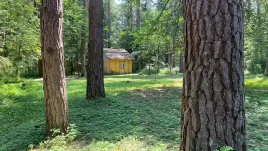 Лесная Сказка - 1