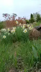 Вольские дачи - 52