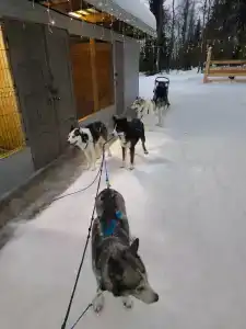 Хаски Кэмп - 3