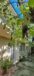 Виноградная Лоза - 0