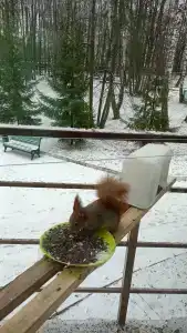 Санаторий Лесной - 42