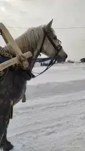 Горки-Лох - 15