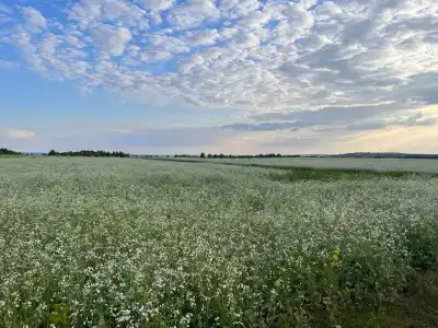 Бишкурай - 8