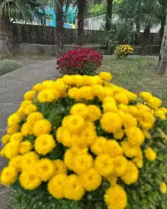 Вилла Мария - 29