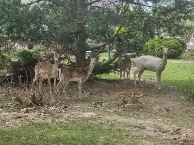 Семейный кемпинг - 1
