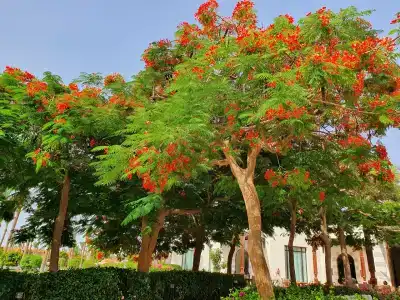 Stella Beach Resort & Spa, Makadi Bay - 10