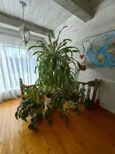 Петров Дом - 35