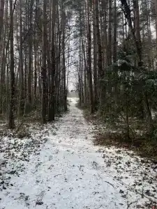 Золотой олень - 8