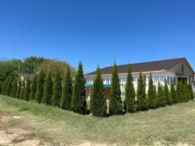 Заманиха - 43