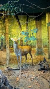 Каменюки - 99