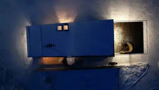 Жимолость - 22