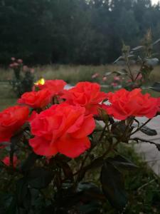 Усадьба Долгорукий - 65