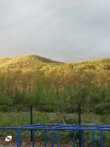 Шарголь - 40
