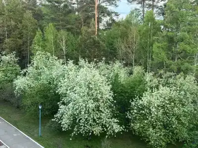 Юбилейный - 31