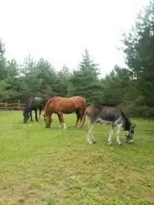 Круиз Вилладж - 34