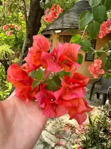 Botany Beach Resort - 22