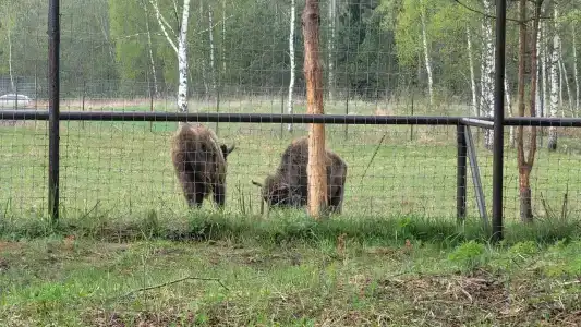 Зеленая Тропа Деревня - 7