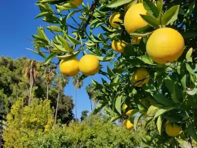 Utopia Resort & Residence - 25