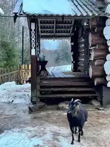 в лесу - 4