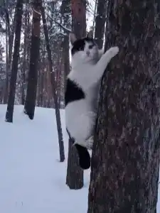 Русский лес - 63