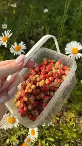 Аксаур - 9