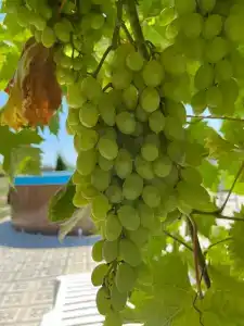 Заманиха - 37