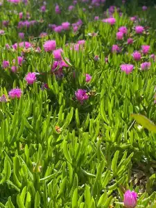 Lyra Resort & Spa - Ultra All Inclusive - 36