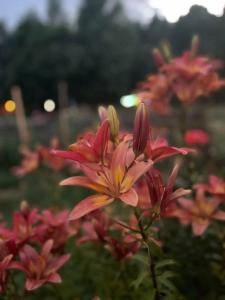 Усадьба Долгорукий - 33