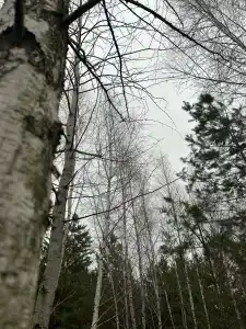 Betula - 74