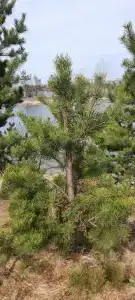 Байкал-Аляска - 15