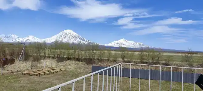 Жимолость - 2