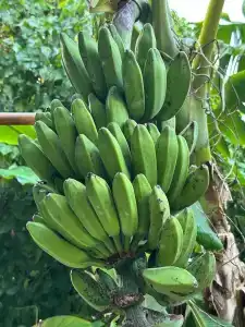 Rahaa Resort - 35