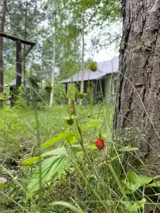 Лесная пристань - 5