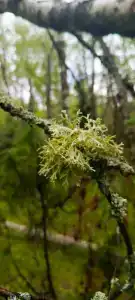 Сечуга - 43