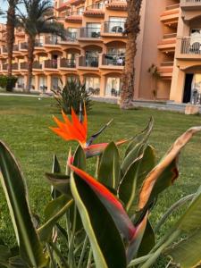 Pyramisa Beach Resort Sahl Hasheesh - 28