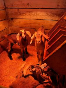 Карельские Лага - 14