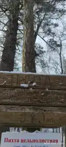 Бархатная Сихотэ - 25