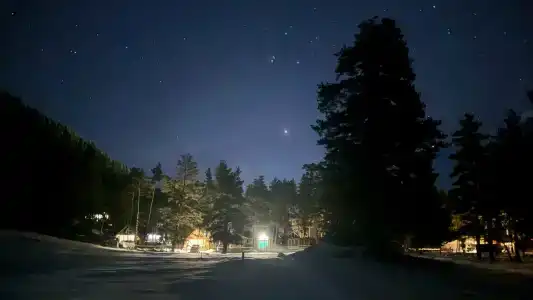 Лесной Кот - 8