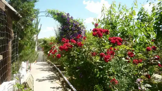 Лукулл - 36