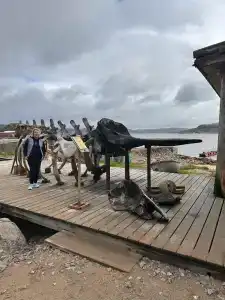 Cedar Grass Териберка - 62