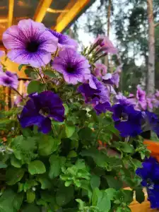 Eco Village Club - 38